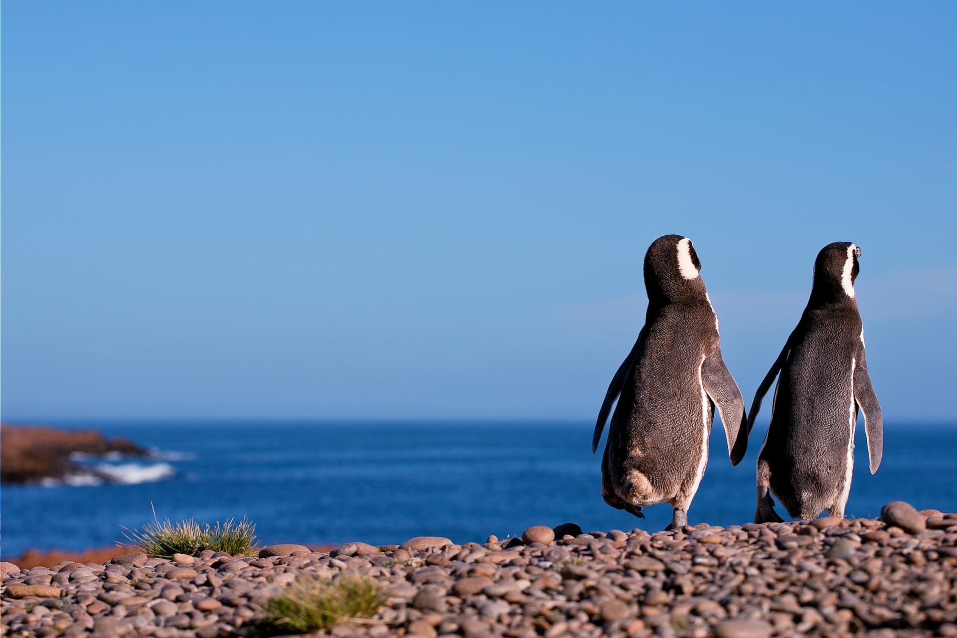 Unser Leitfaden zur Tierwelt in Patagonien