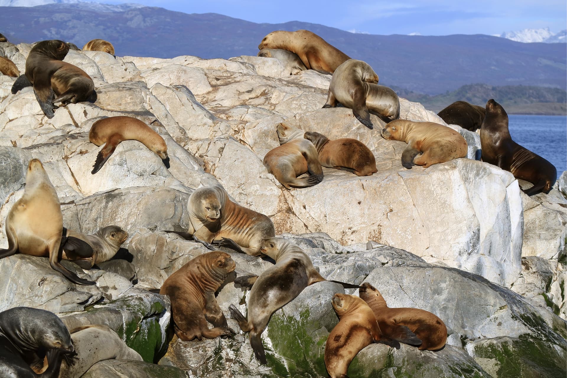 Isla de los Lobos